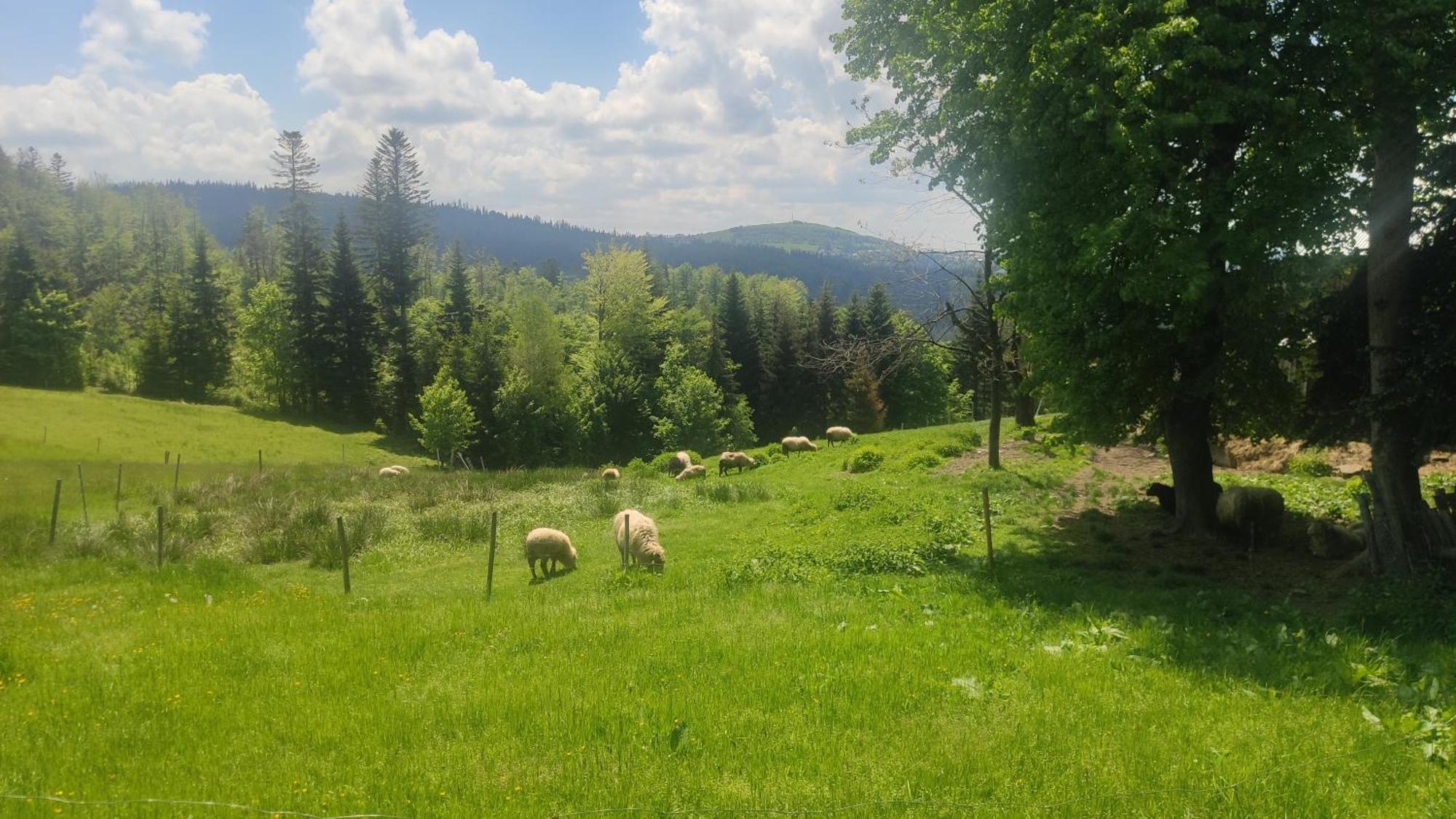 Chata Pietraszyna Koniaków Exterior foto